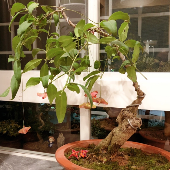 年宵花有哪些新的品种？