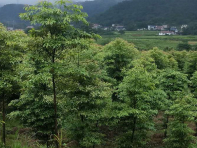 金丝楠木苗适合在哪里种植？