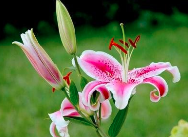 百合九月份栽的还能开花吗？