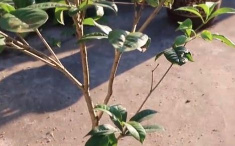 桂花树刚长出来的嫩芽就干枯了为什么？