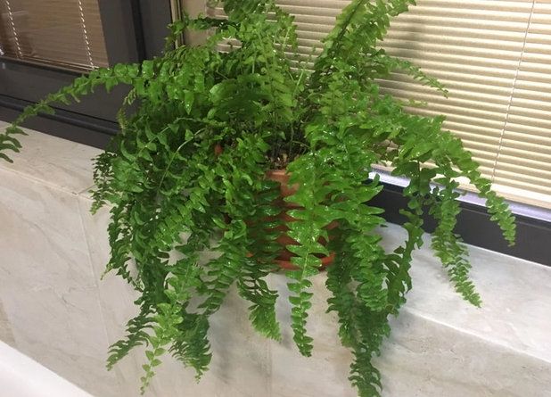 室内什么花净化空气最好？