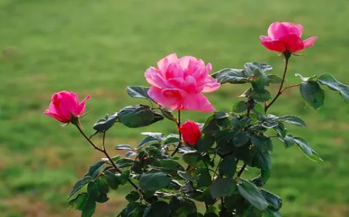 月季花苗买回来怎么处理？