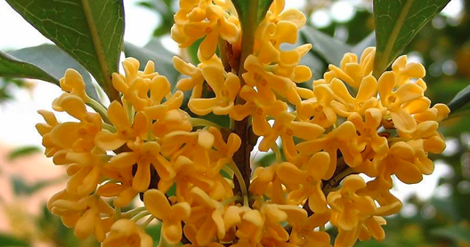 水培桂花树怎么开花快？