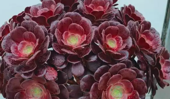 法师成光杆杆了还能长侧芽吗？