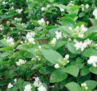 茉莉花叶子被吃了怎么回事？