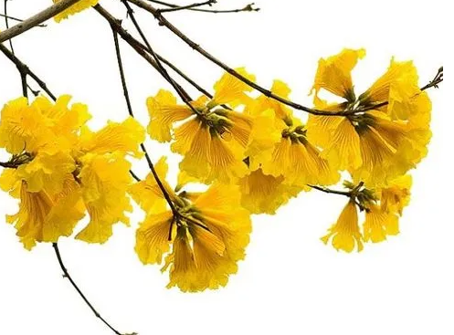 黄花风铃木花期有多久？