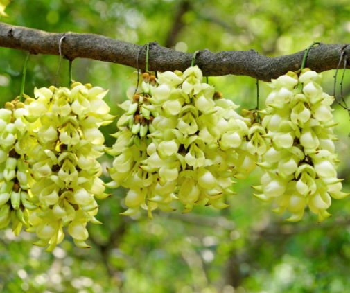 禾雀花和油麻藤的区别在哪？