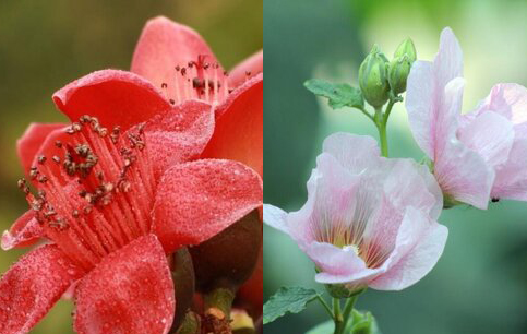 木棉花和芙蓉花是一种花吗？