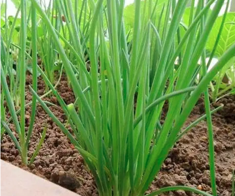 小葱在室内可以养活吗？