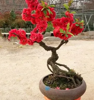 盆栽海棠不开花怎么回事？