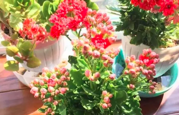 长寿花最怕哪三种水？