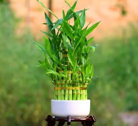 节节高叶子发黄怎么补救？