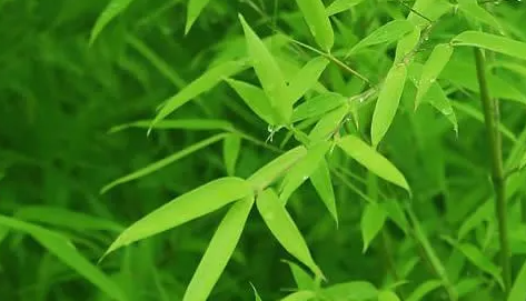 小米竹风水摆放有什么三不要？
