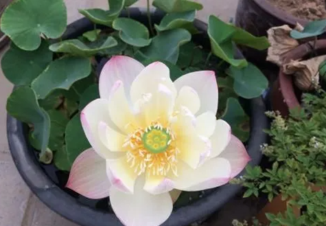 碗莲如何水培养护长势好？