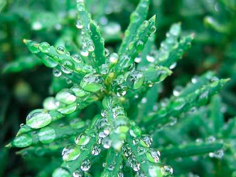 树木缺水与积水的区别在哪里？