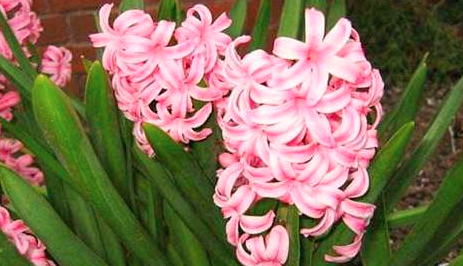 风信子不同颜色的花语是什么？