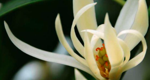 白兰花怎么在露天越冬成功？