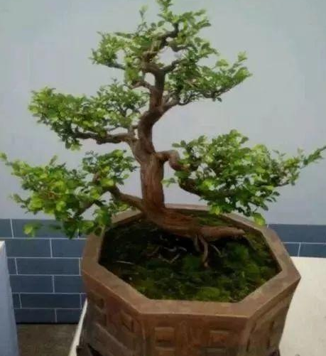 山格木种多久可以生根？