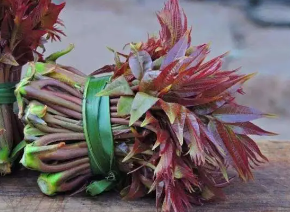 早春可以扦插香椿吗？
