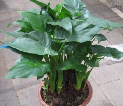 长得像芋头的绿植是什么？