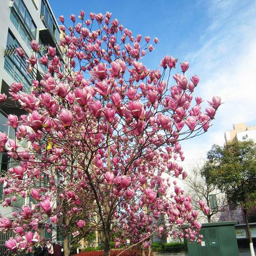 院子里栽广玉兰树好不好？