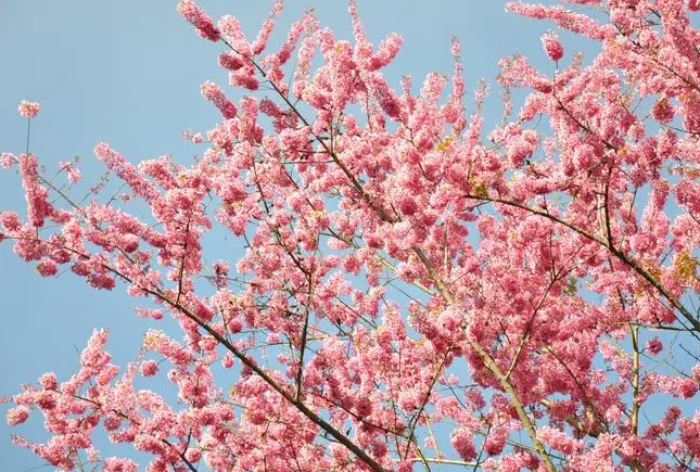 樱花树什么品种最好看？