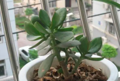 盆栽不换土只施肥可以吗？