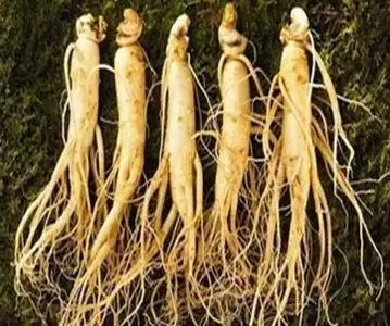 江苏能不能种植人参？