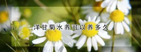 水培洋甘菊能养多长时间？
