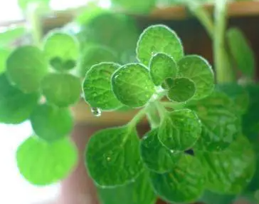 喷喷香植物是怎么繁殖的？