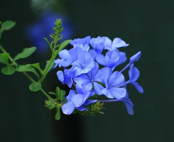 蓝雪花在冬天会开花吗？