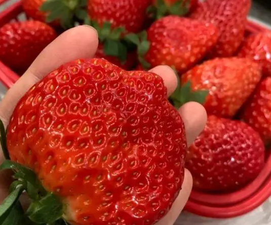 草莓施肥用什么肥料好？