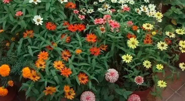 百日草发芽后多久开花？