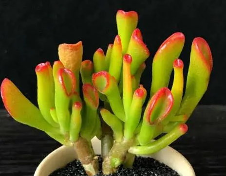 筒叶花月的养殖方法是什么？
