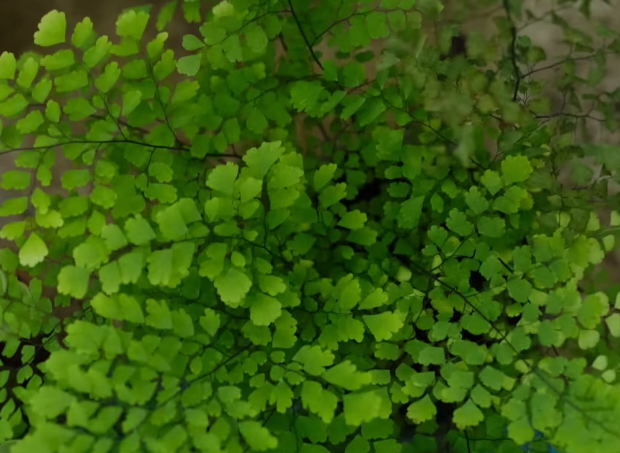 常见的蕨类植物有什么名称？