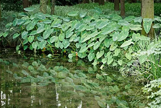 常见的水生植物有哪些品种？
