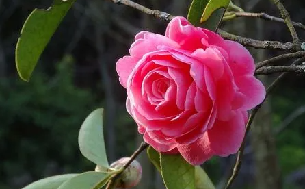 山茶花有什么外貌特点？