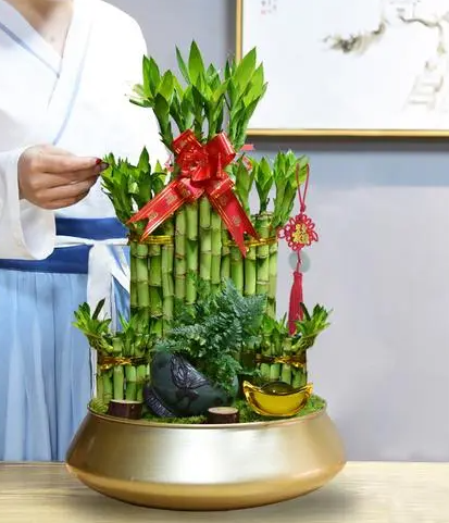 转运竹子叶子发黄的原因？
