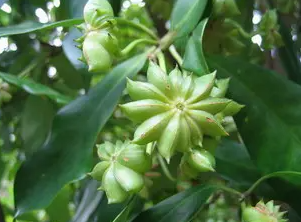 华北地区能种植八角吗？