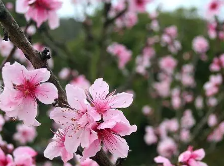 桃花跟梅花有什么区别在哪里？