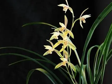 一年四季都不凋谢的花是什么？
