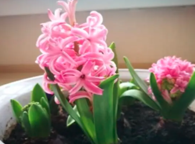 风信子开完花后怎么办？