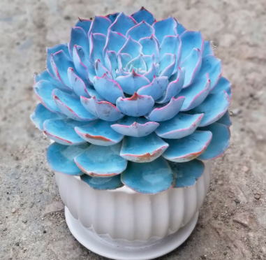 蓝色多肉的花语和寓意有什么？