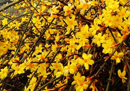 迎春花表达了什么意思？
