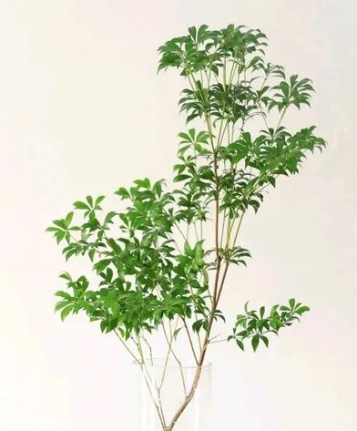 马醉木的水养方法有什么？