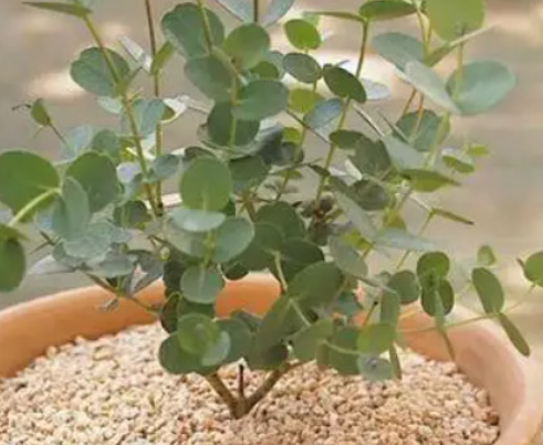 尤加利是什么植物呢？