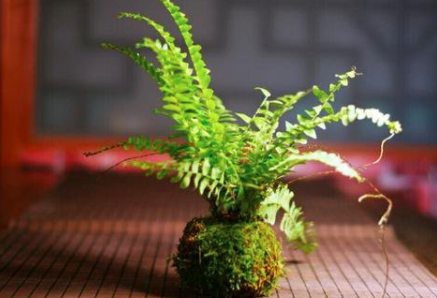 养苔藓必须要土壤吗？