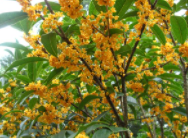 桂花树为什么会结果子？