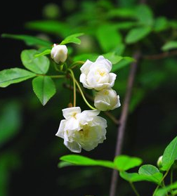木香花的病虫害防治是什么？