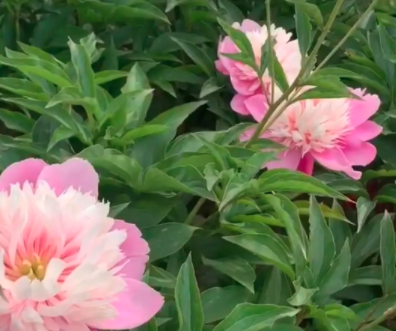 芍药花三四月份还能种吗？